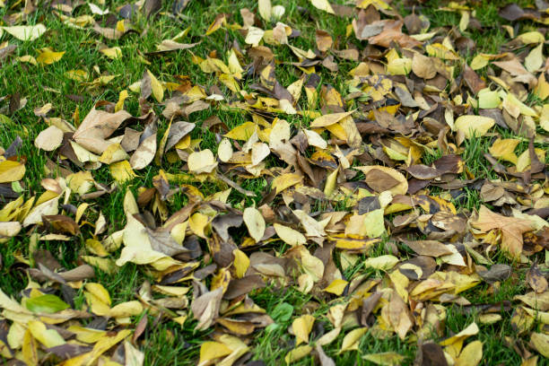 Autumn Leaves stock photo
