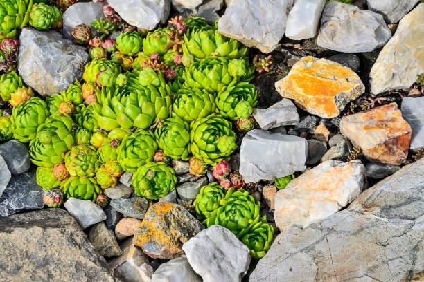 sempervivum globiferum - houseleek décoratif, plante succulente - soboliferum photos et images de collection