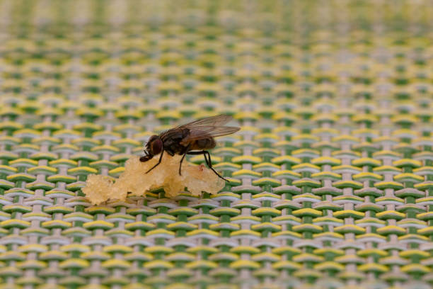 mouche noire essayant de nourrir - fly housefly ugliness unhygienic photos et images de collection