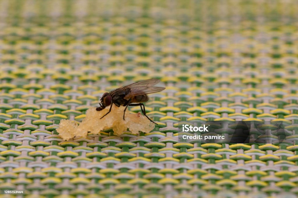 black fly trying to feed Housefly Stock Photo