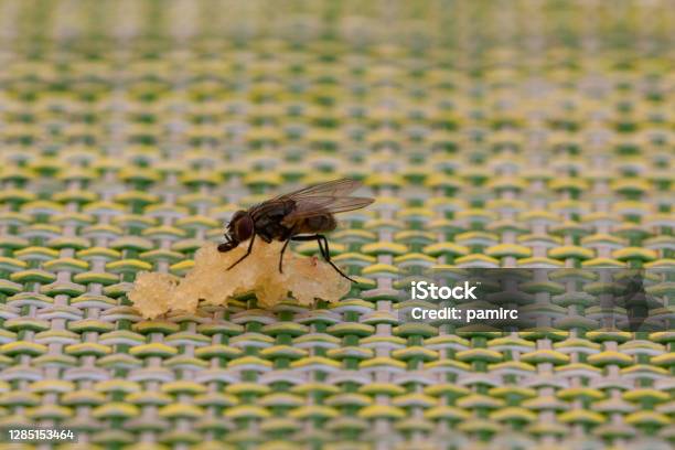 Black Fly Trying To Feed Stock Photo - Download Image Now - Housefly, Fly - Insect, Insect