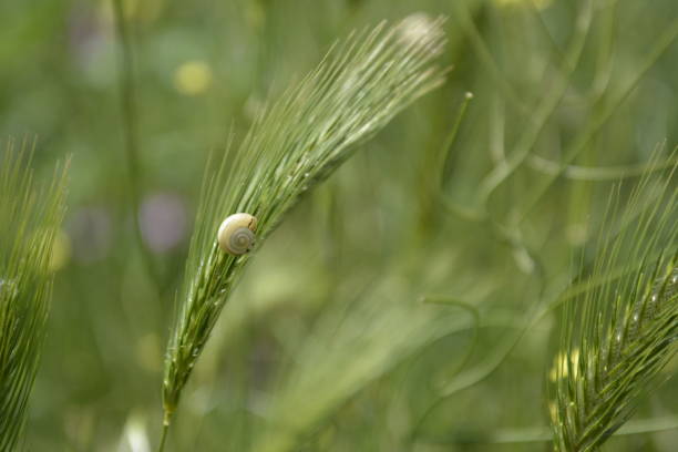 Ravda, Bulgaria. May, 29, 2014. Green wheat spikes on grass background. Future harvest. White garden snail on a spike.