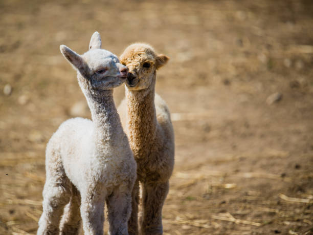 La malbaie, Canada - August 18 2020: All kinds of alpgas and baby alpacas in the alpaca farm near La Malbaie La malbaie, Canada - August 18 2020: All kinds of alpgas and baby alpagas in the alpaga farm near La Malbaie brown llama on the field stock pictures, royalty-free photos & images