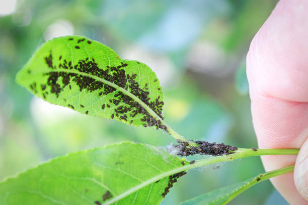 istock An aphid infestation on the back of a cherry leaf 1285154993
