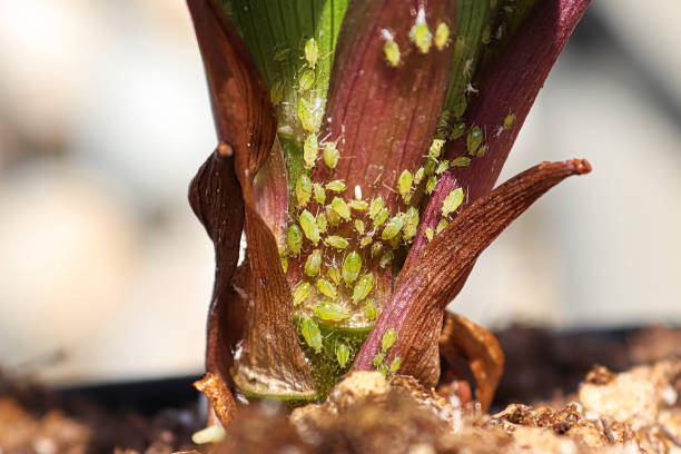 makroansicht der grünen blattläuse auf der basis einer lilly-pflanze - leaf underside stock-fotos und bilder