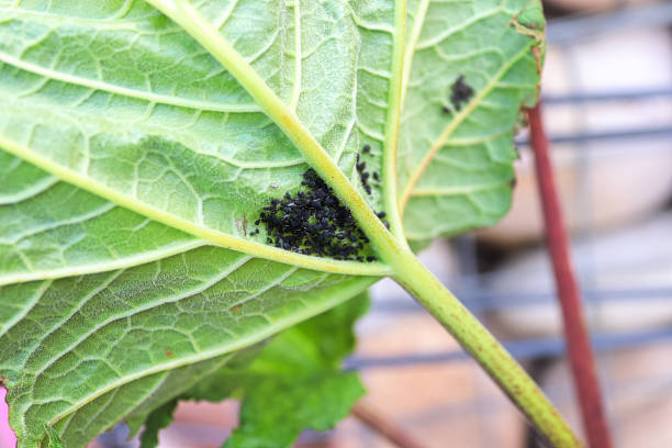 istock Aphids clustered in the corner of a rhubarb leaf 1285154996
