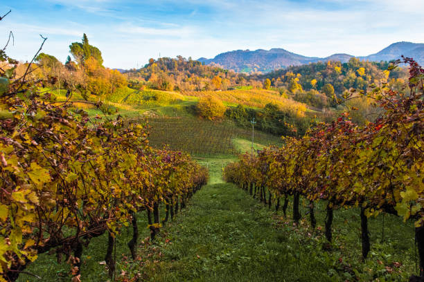 istock Monfumo (TV) -Prosecco hills in autumn/winter 1285155296