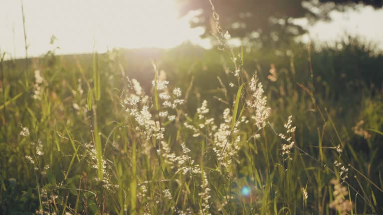 Flowers in the meadow with sunset.