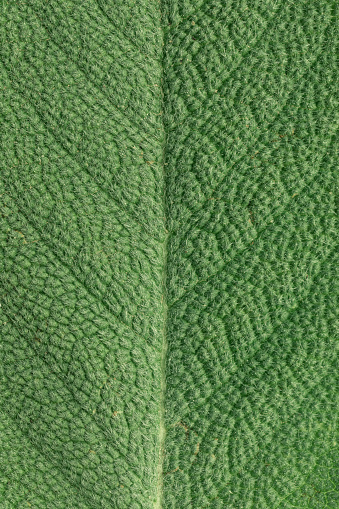The texture of the leaf close-up. Fragment of the backside of the sage leaf. Macro photo.