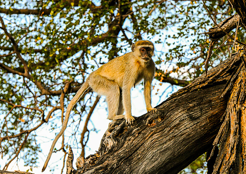 Proboscis monkey clan sitting in a tree-top at the kinabatangan wildlife sanctuary as the sun goes down
