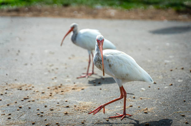 istock Birds crossing the road 1285156814