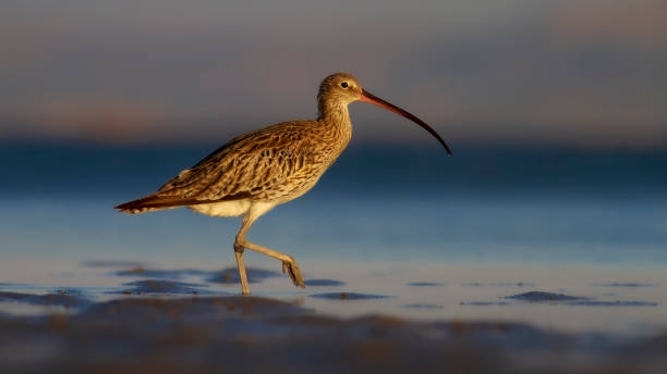 istock Eurasian Curlew. Colorful nature background. 1285157411