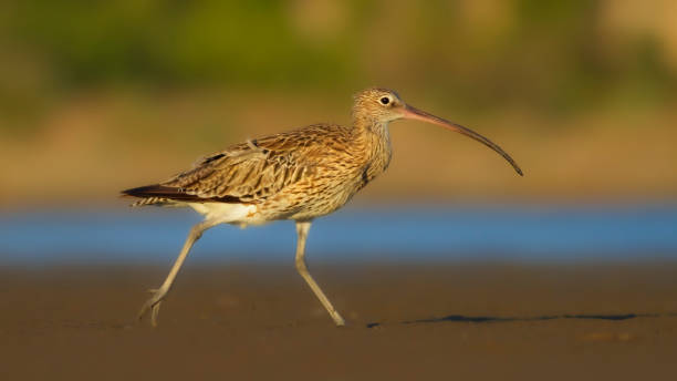 istock Eurasian Curlew. Colorful nature background. 1285157419