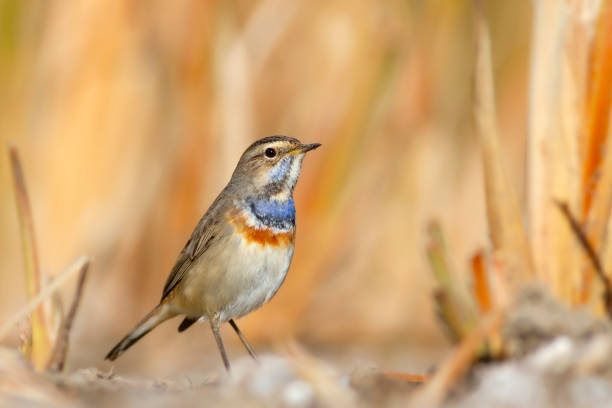 istock Colorful bird. Bluethroat. Yellow nature background. 1285157551