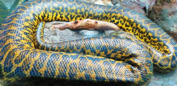 istock Snake tropical boa. Wild jungle. 1285157726