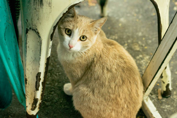 istock Cat stock photo 1285157773