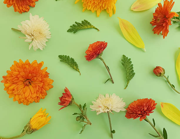 istock floral arrangement on colored background 1285157945