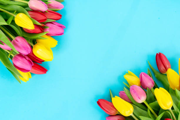 istock Pink, yeelow and violet tulips flowers 1285159044