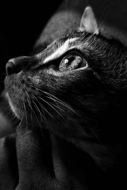 istock Black and white close up of tabby kitten. 1285159178