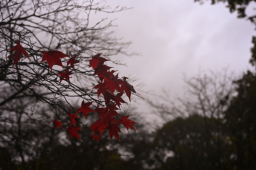 maple leaves on a nearly bare tree against an autumnal background