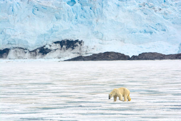 istock Polar bear searching for food 1285160378