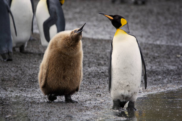 istock Baby King penguin asking for food 1285160527