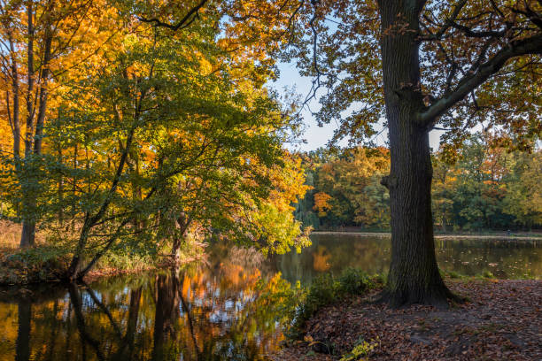 istock Autumn colors in the park 1285160701