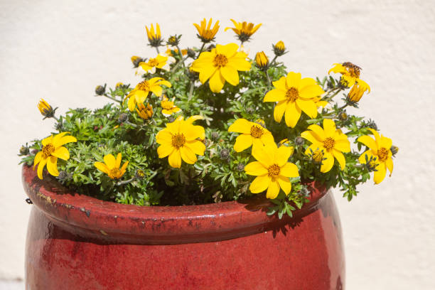 istock Planter with apache beggarticks flowers in a garden 1285163916