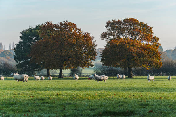 istock Sheep and lamb in the field 1285164064