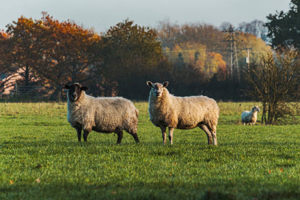 istock Sheep and lamb in the field 1285164087