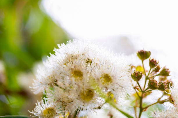 Eucalyptus white flowers, White blossoms of the Australian native Red Bloodwood, nature background with copy space, full frame horizontal composition