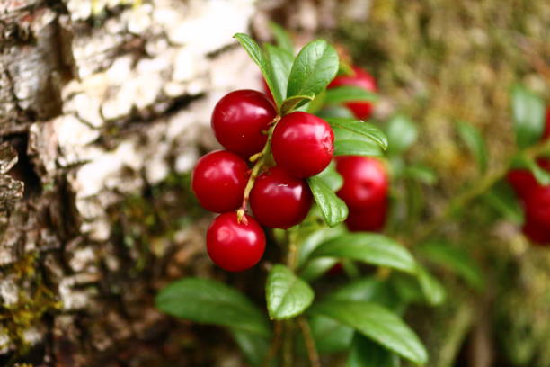 Brush of bright red glossy ripe shiny lingonberries in the sunlight of a summer day. Colorful wallpaper of redberry. Cowberry or Lowbush Cranberry or Mountain cranberry or Vaccinium vitis-idaea. Large red glossy lingonberries on a bush with green leaves against a background of a mossy birch trunk close-up. Foxberries. cowberry stock pictures, royalty-free photos & images