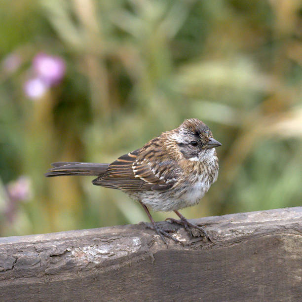 istock A fledgling Rufous-collared Sparrow waits to be fed on a fence in central Chile 1285164183