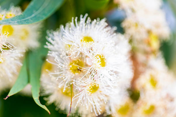 istock Eucalyptus white flowers, nature background with copy space 1285164553