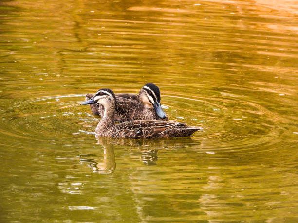 istock Cobram, Victoria, Australia 1285166292