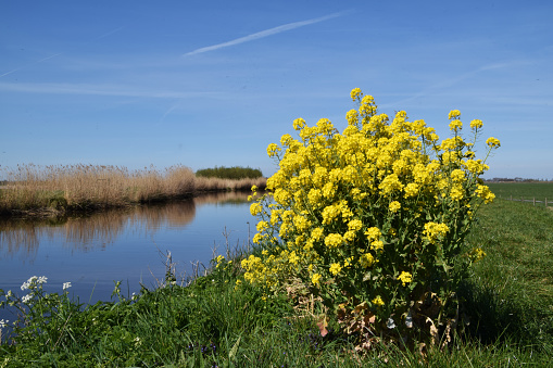 dutch landscape with river de Grecht near Woerden