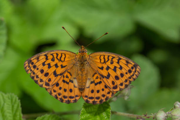 istock Butterfly Nymphalidae Brenthis daphne perched on a flower branch with open wings. 1285167449