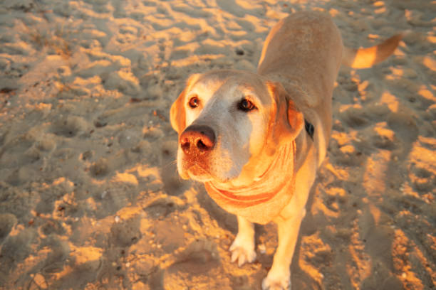 Senior Yellow Labrador Retriever watches the sun go down at the end of a fun day on the beach.