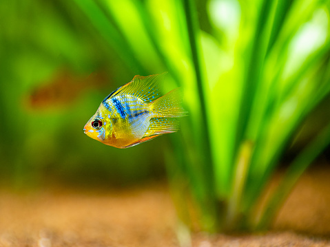 Colorful exotic fish swimming in deep blue water aquarium with green tropical plants.