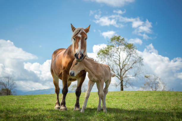 Horses in the french Pyrenees mountains meadow