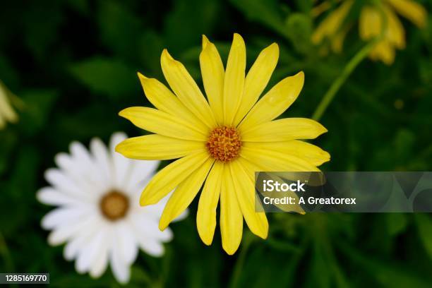 Yellow Flower Infront Of White Flower Stock Photo - Download Image Now - Kew Gardens, Abstract, Beauty