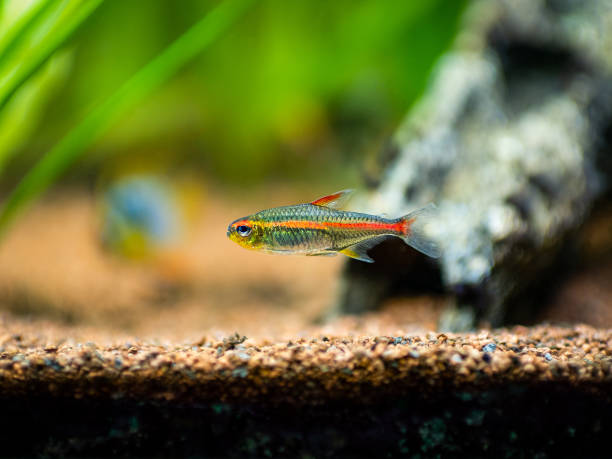 istock tetra growlight (Hemigrammus Erythrozonus) isolated in a fish tank with blurred background 1285170650