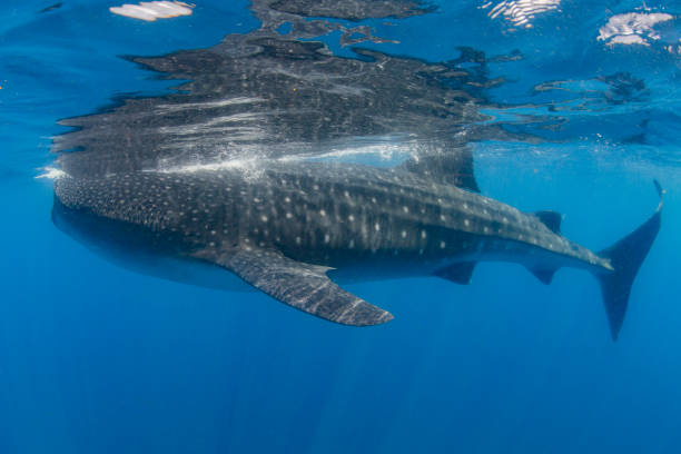 istock Whale Shark swimming in Cancun 1285170675