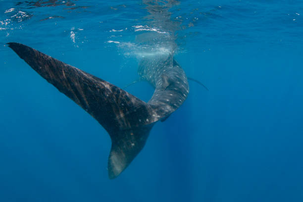 istock Whale Shark swimming in Cancun 1285170677