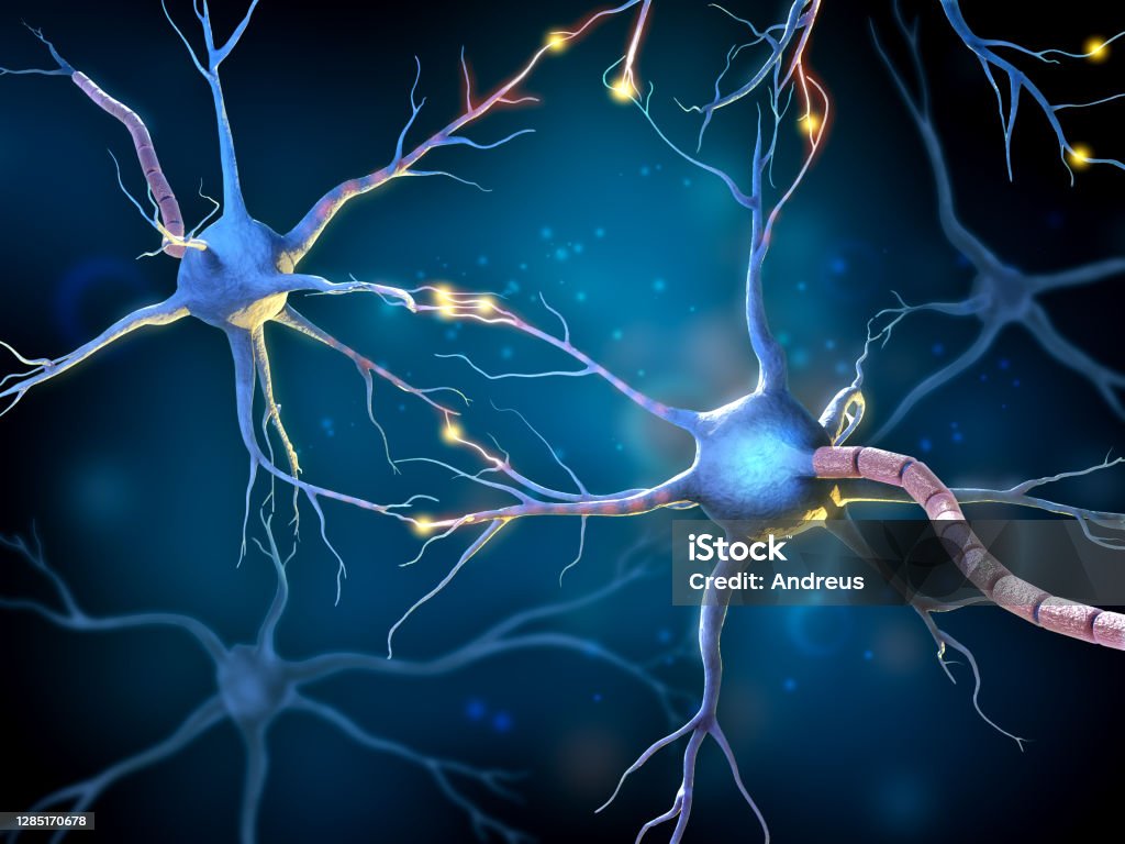 Multipolar Relay Neuron Multipolar Neuron Model