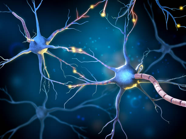 Multipolar neurons network Network of multipolar neurons with glowing receptors. Digital illustration. neuron axon stock illustrations
