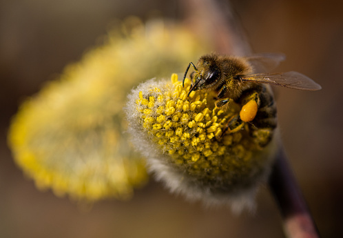 Pollen-collecting bee