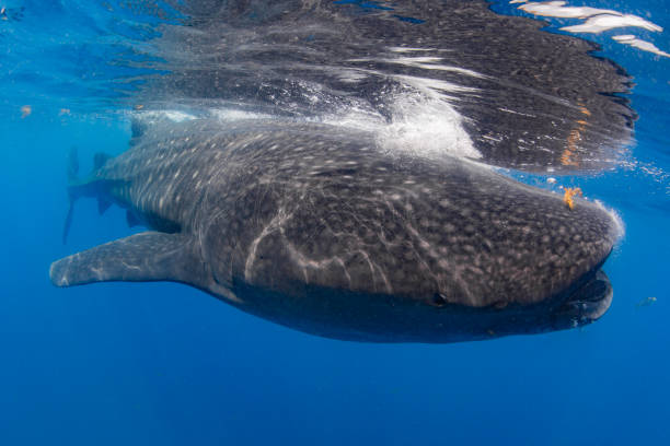 istock Whale Shark swimming in Cancun 1285170723
