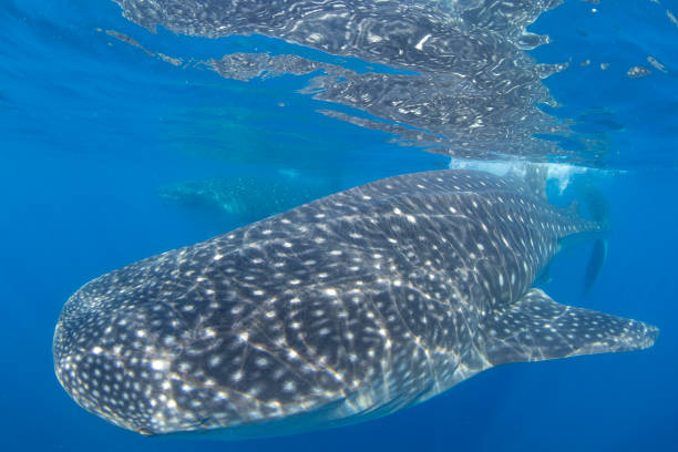 istock Whale Shark swimming in Cancun 1285170771