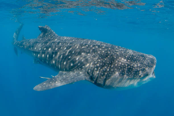 istock Whale Shark swimming in Cancun 1285170870